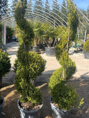 Spirale / Pot 20/25 litres - Hauteur 120/140cm