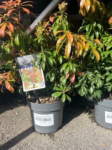 Andromède du Japon 'Bonfire' - Pieris japonica 'Bonfire'