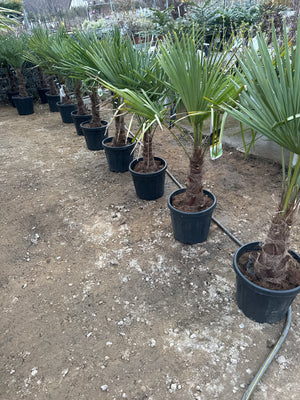 1 TRONC / POT 20L - HAUTEUR 100/150CM - TRONC 30/40CM