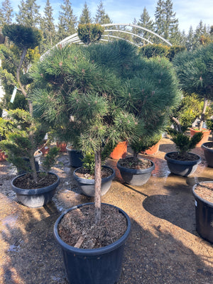 POT 45L