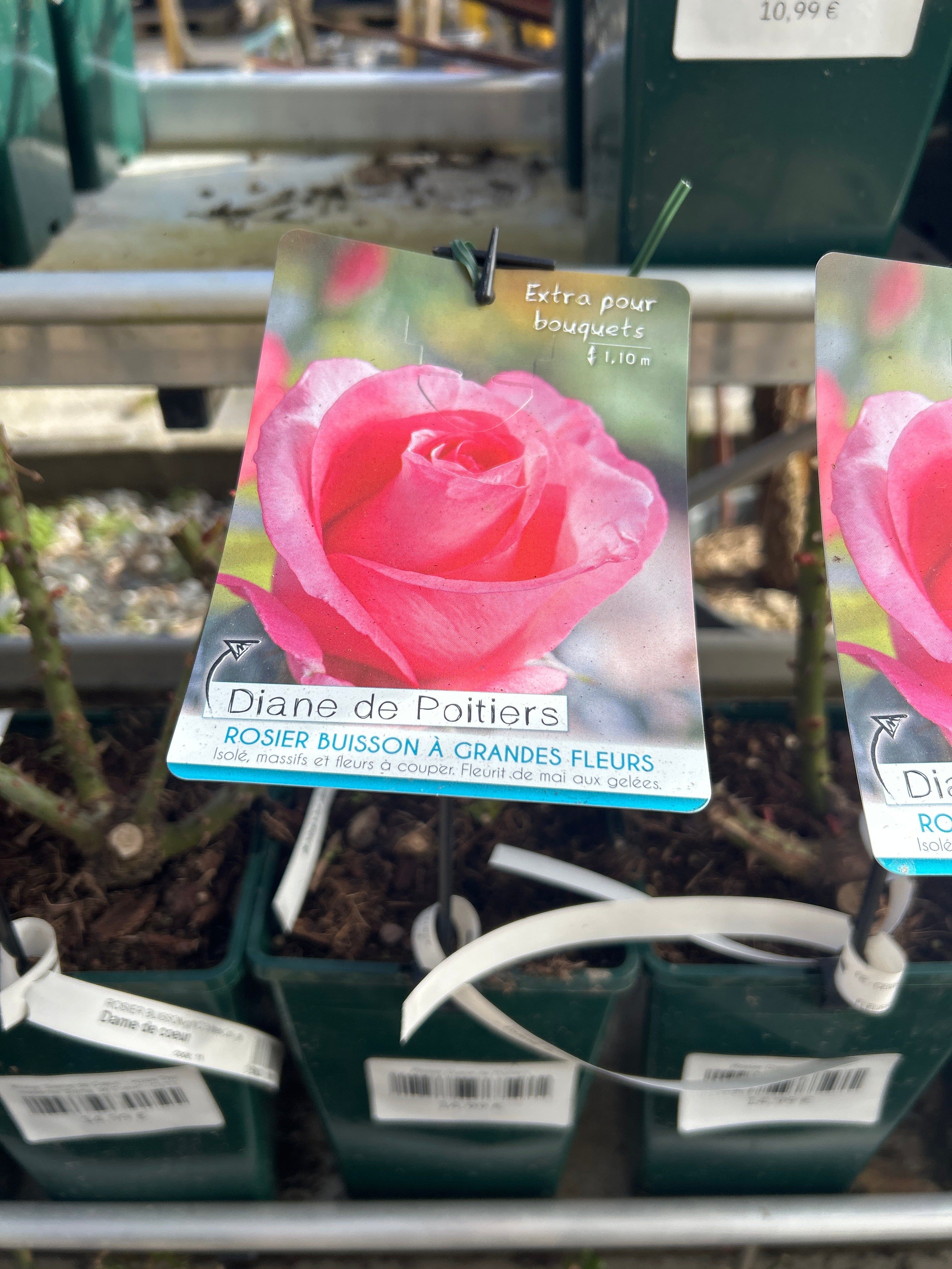 Rosier Diane de Poitiers