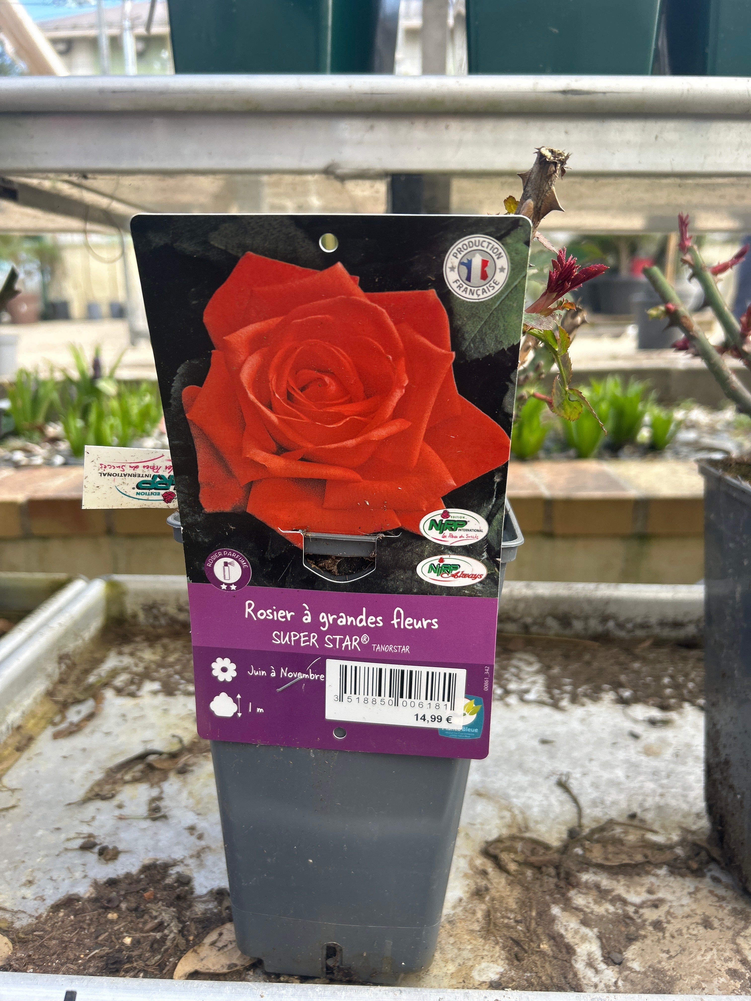 Rosier Super Star