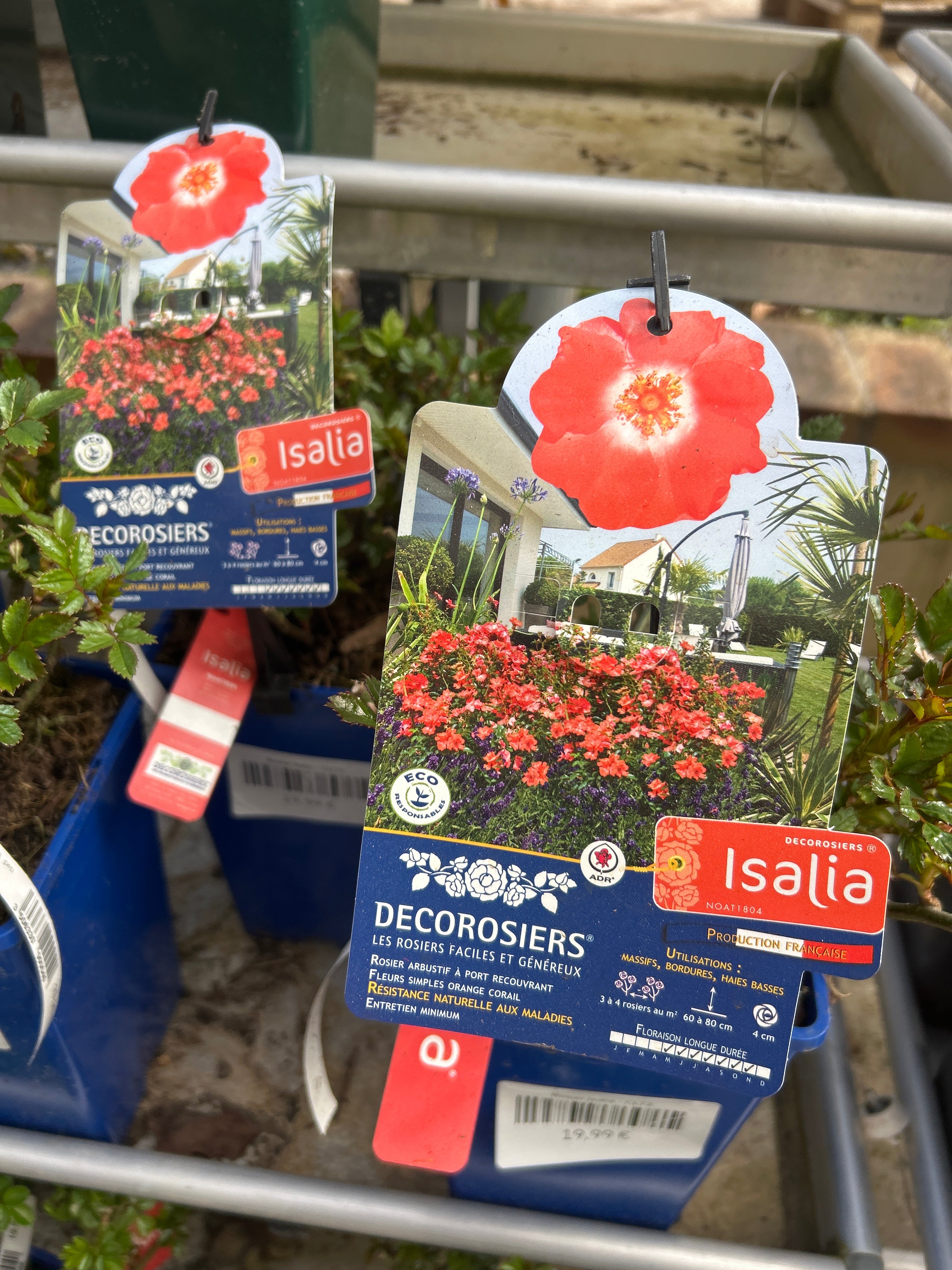 Rosier Isalia