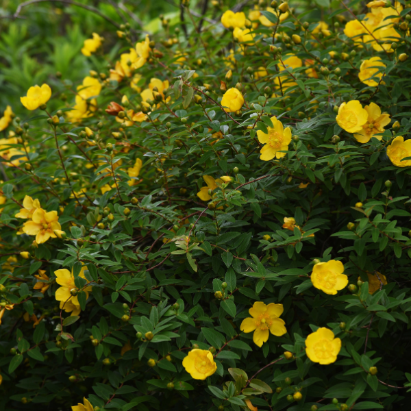 Millepertuis 'Hidcote' - Hypericum 'Hidcote'
