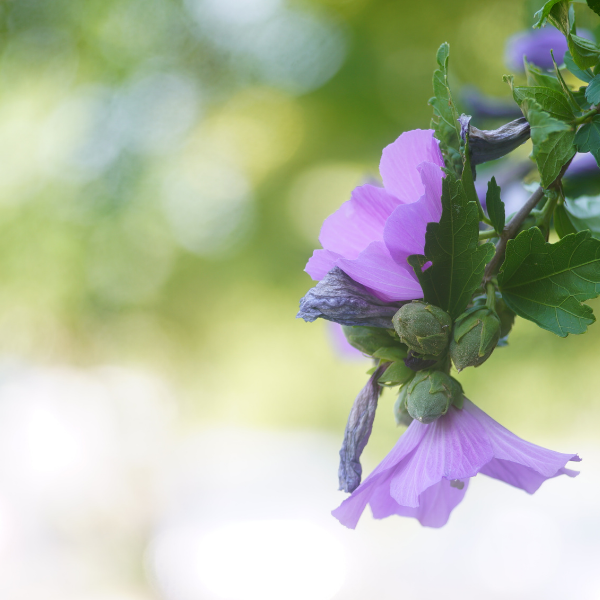 Mauve en arbre 'Blue Chiffon' - Hibiscus syriacus 'Blue Chiffon'