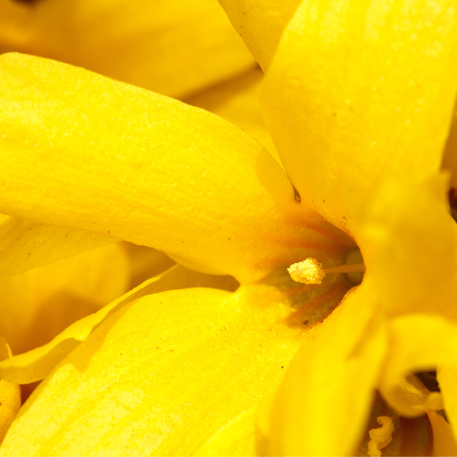 Cytise commun, Faux ébénier - Laburnum anagyroides - FLEURANDIE