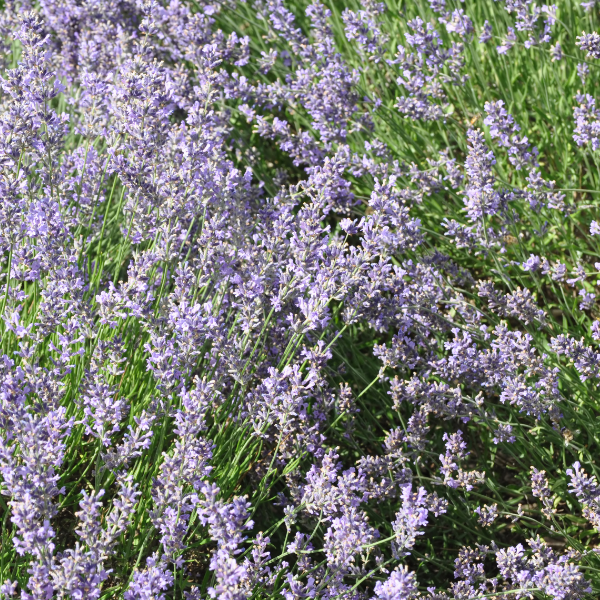 Lavande Angustifolia - Lavandula Angustifolia