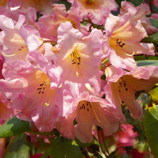 Azalée japonaise 'Sir Robert - Azalea japonica Sir Robert