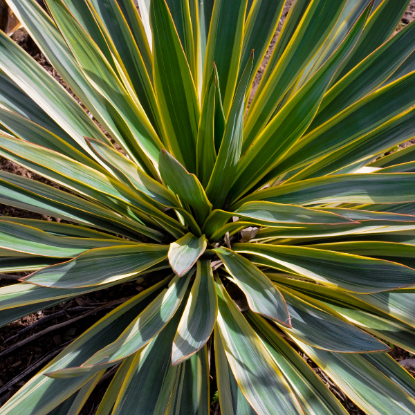 Yucca Gloriosa Variegata