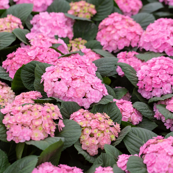 Hydrangea Macr. Forever & Ever Mix
