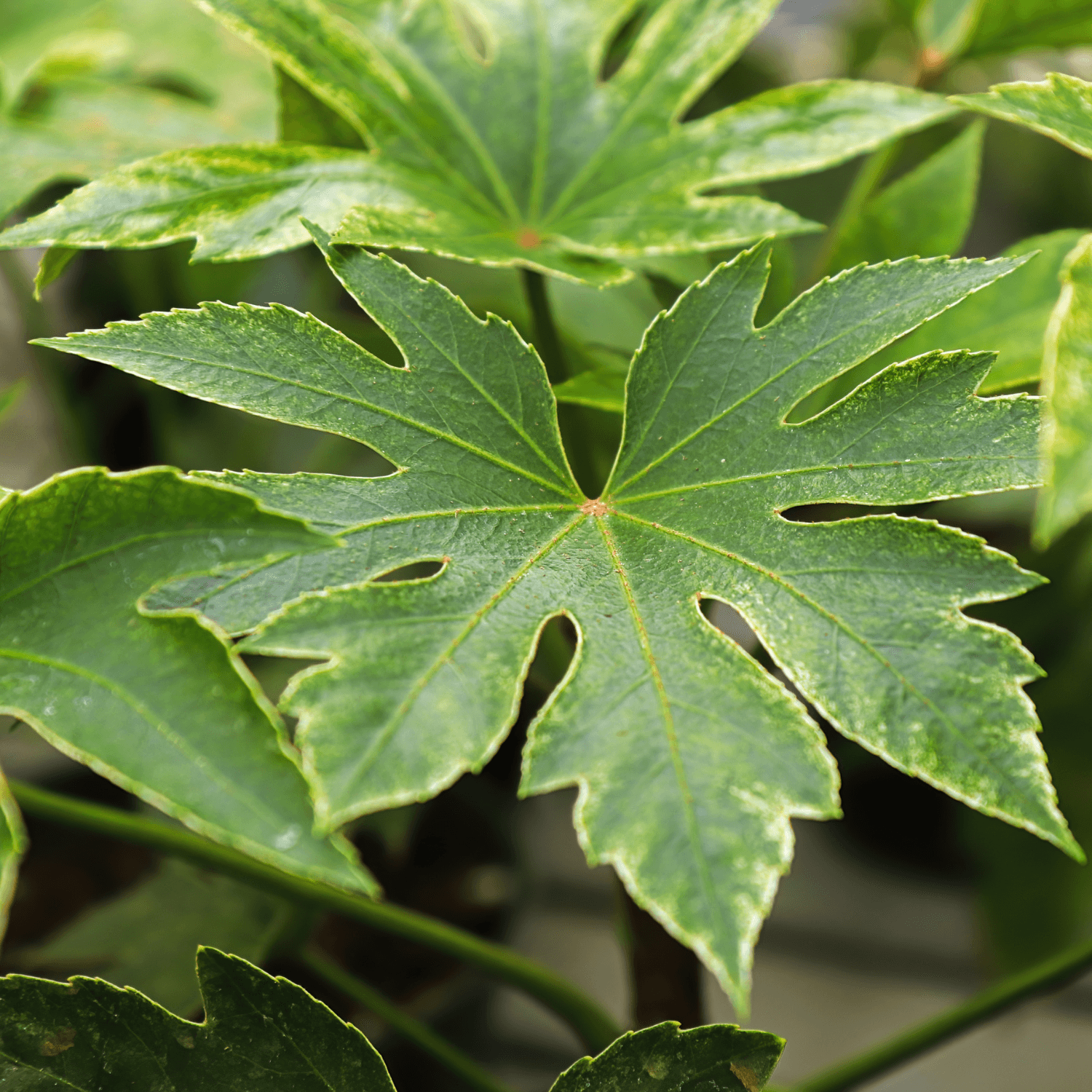 Fatsia du Japon - Fatsia japonica - FLEURANDIE