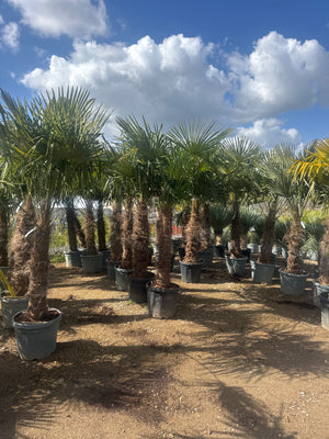 1 TRONC / POT 90L - HAUTEUR 200/250CM - TR. 100/120CM