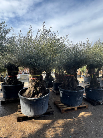 Olivier D'Europe - Olea europaea Bonsai - 120/160 - 375L / 500L