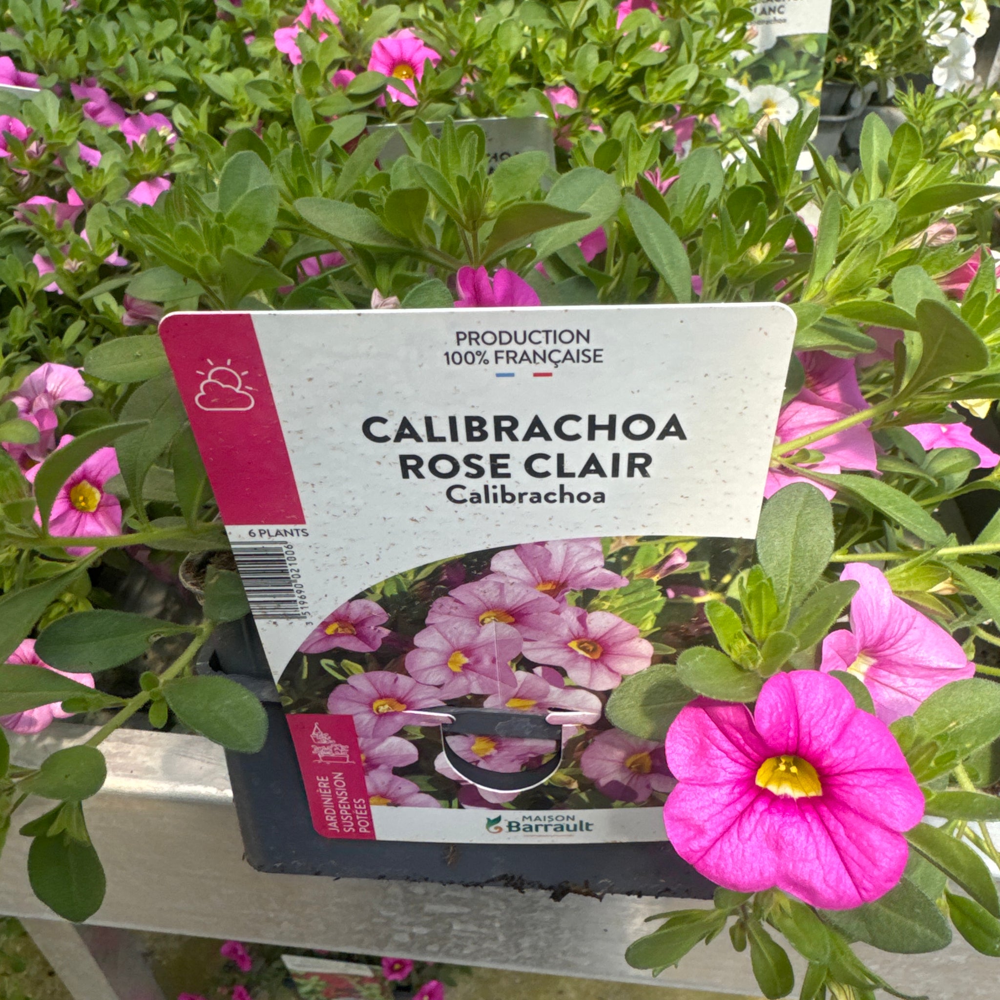Surfinia Million Bells Rose Clair