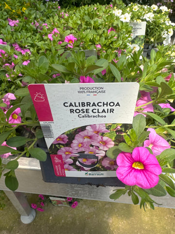 Surfinia Million Bells Rose Clair