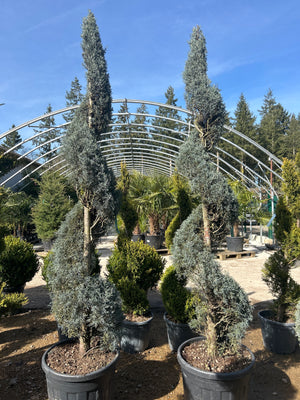 Spirale / POT 70L / H.200-250