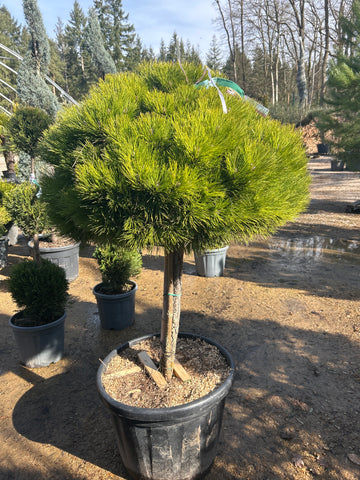 Pin noir d'Autriche 'Marie Brégéon' - Pinus nigra 'Marie Brégéon'