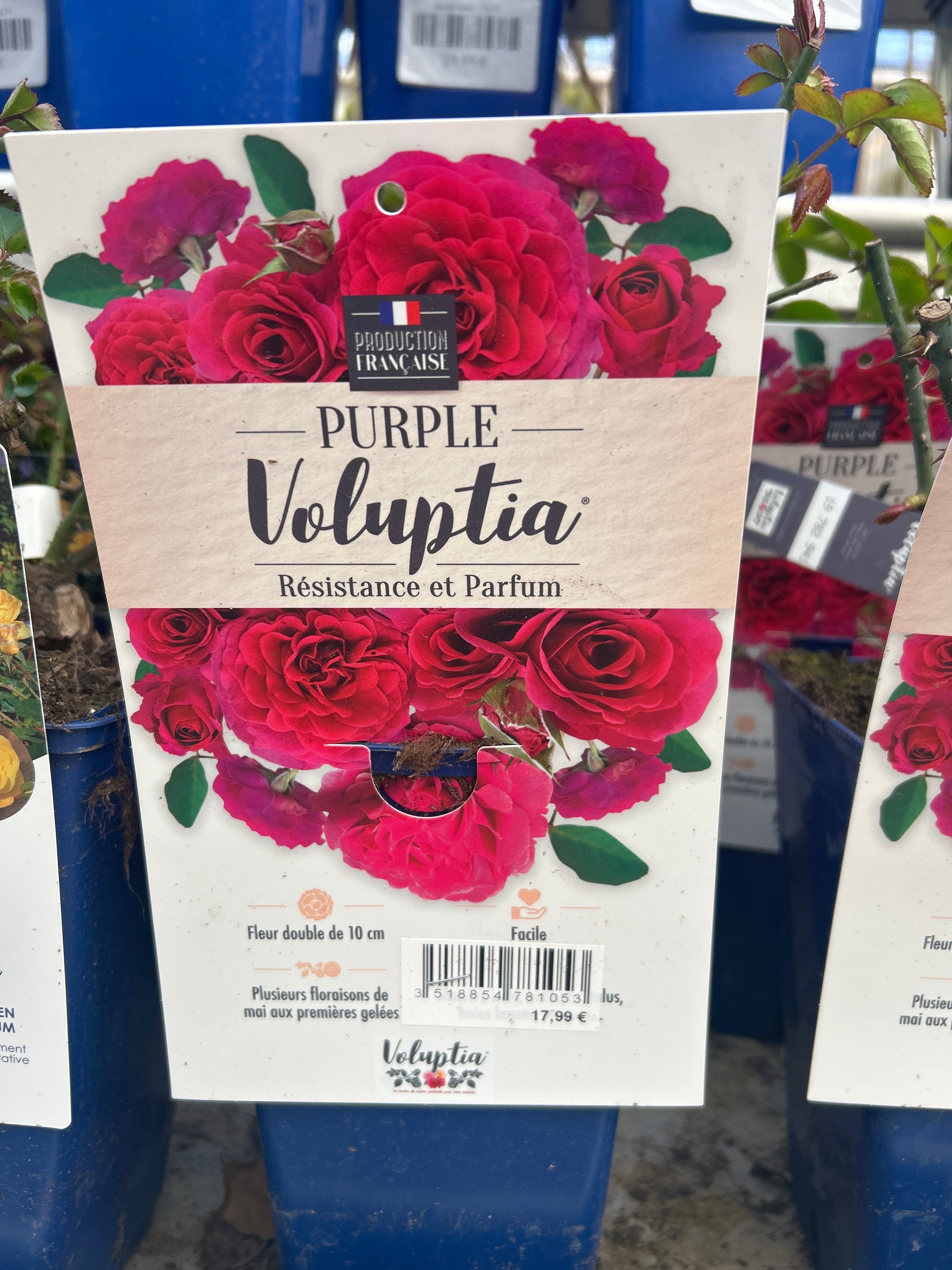 Rosier Purpel Voluptia Pourpre