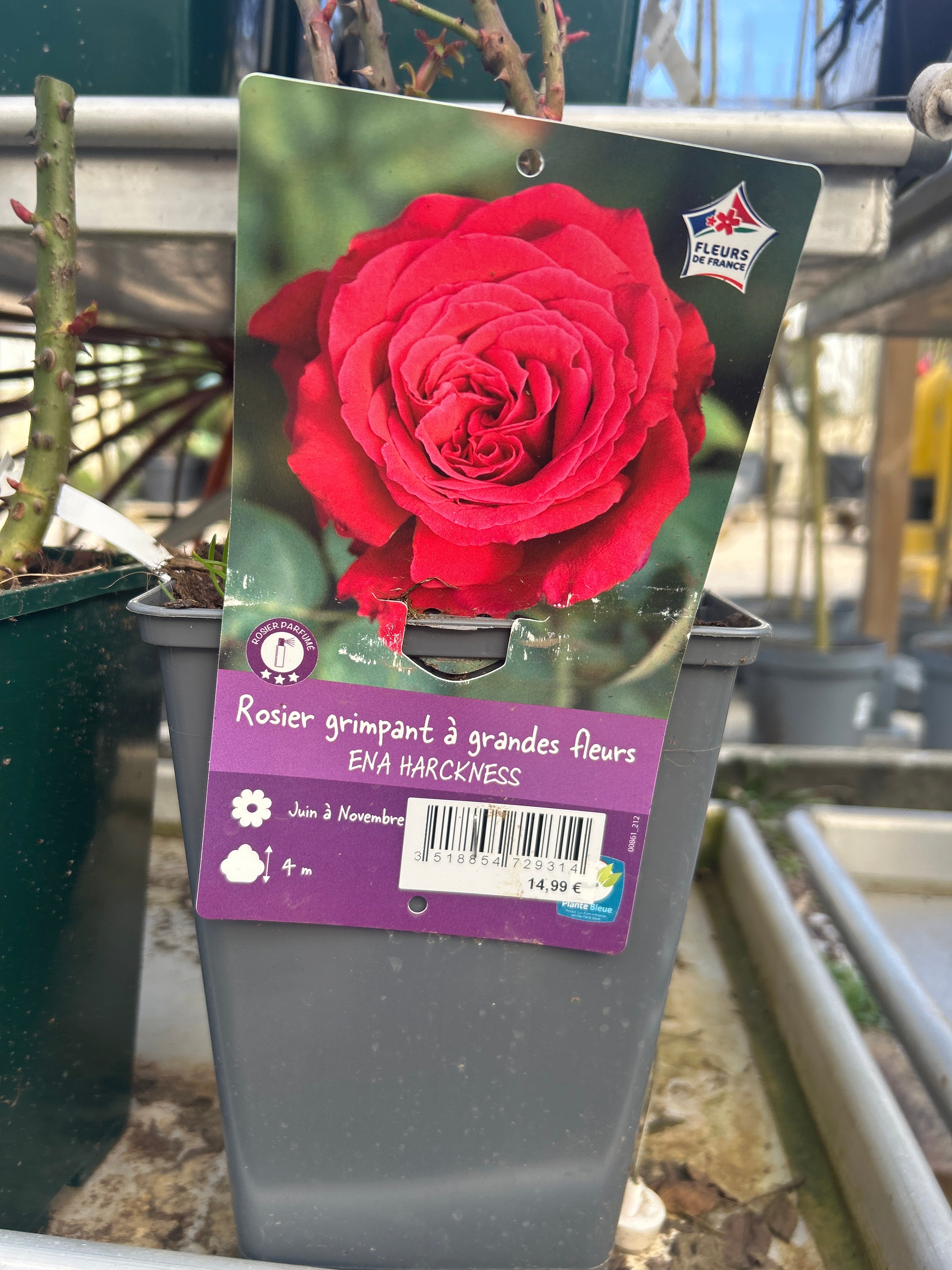 Rosier 'Ena Harkness' - Rosa Thé moderne 'Ena Harkness'