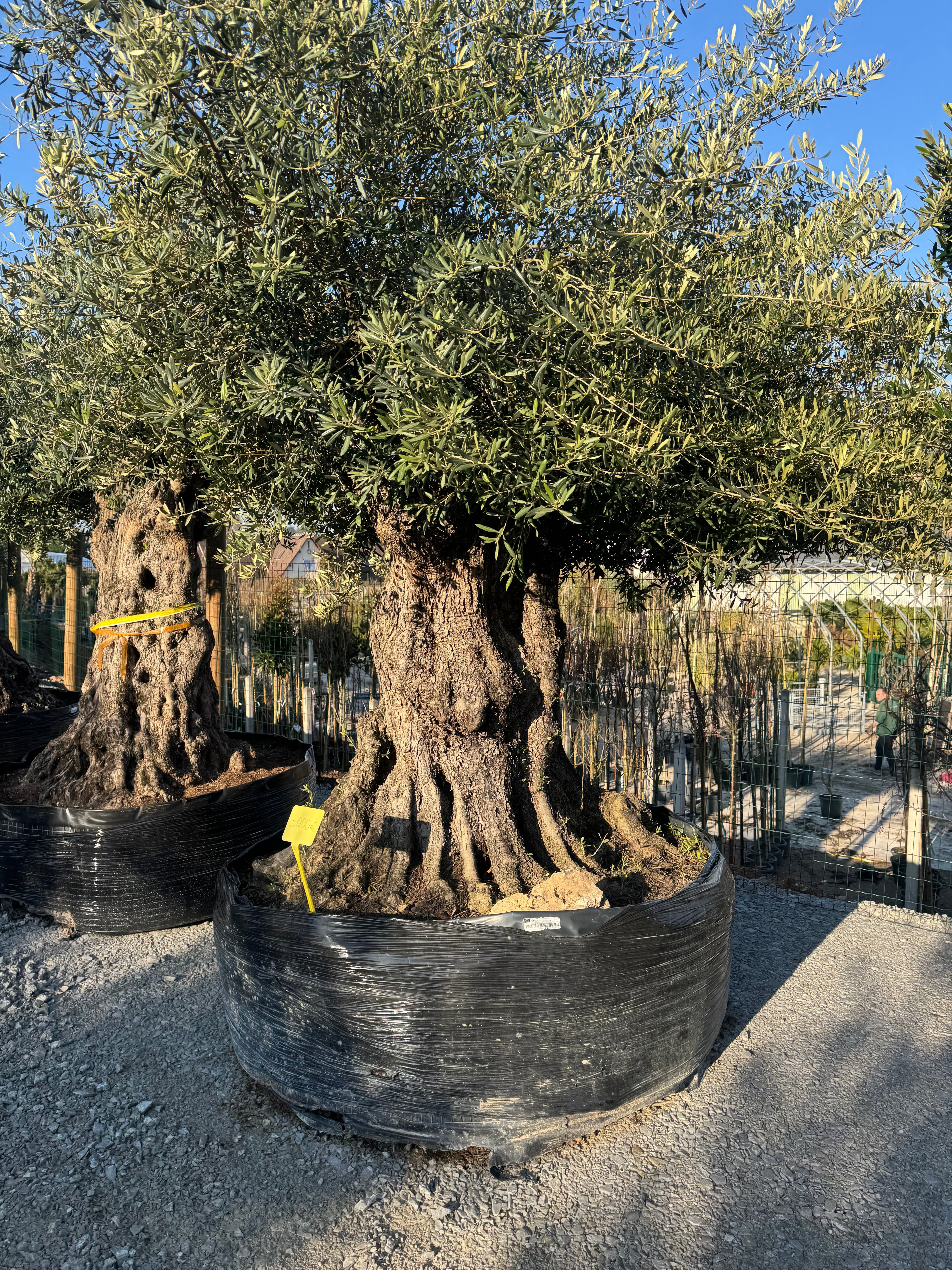 Olea europaea Lechin - 200/250 - MG