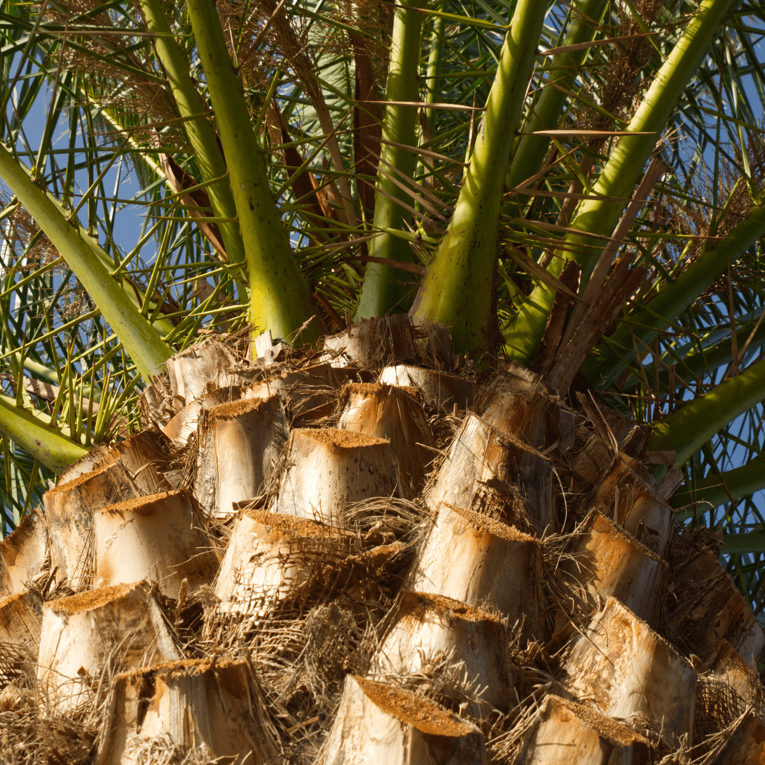 Palmier des Canaries - Phoenix canariensis - FLEURANDIE