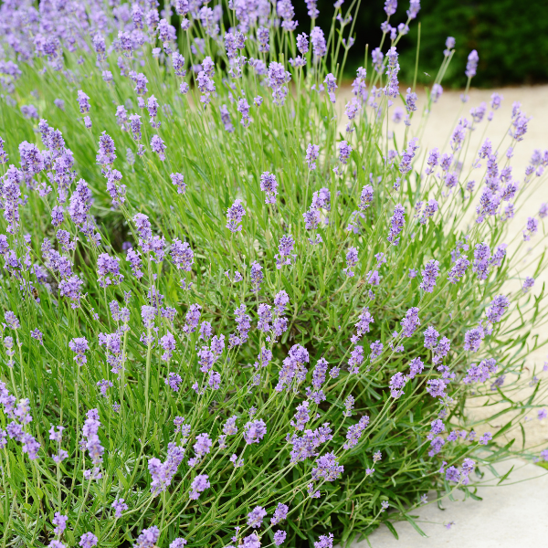 Lavande Angustifolia - Lavandula Angustifolia