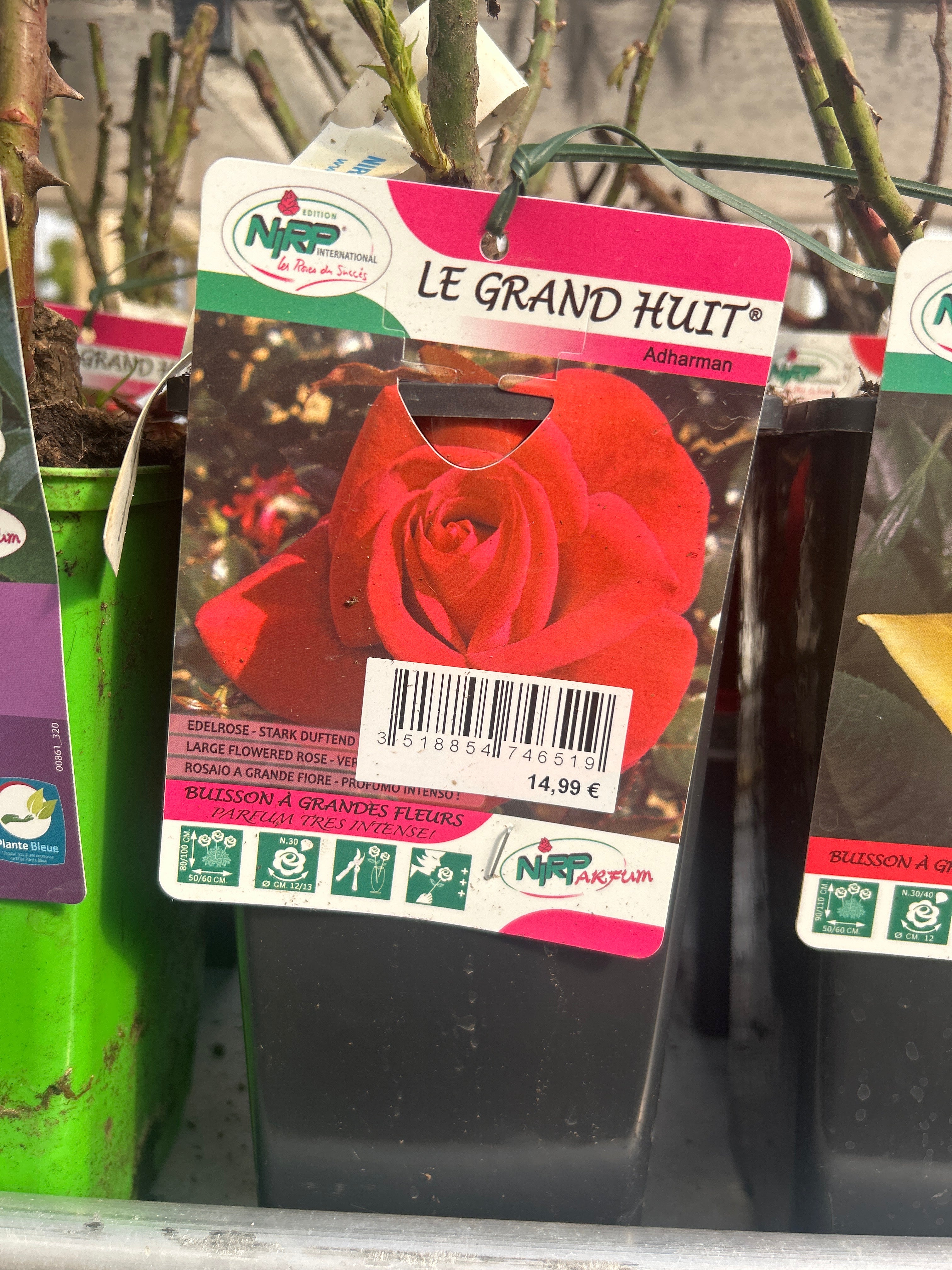 Rosier Le Grand Huit Rouge