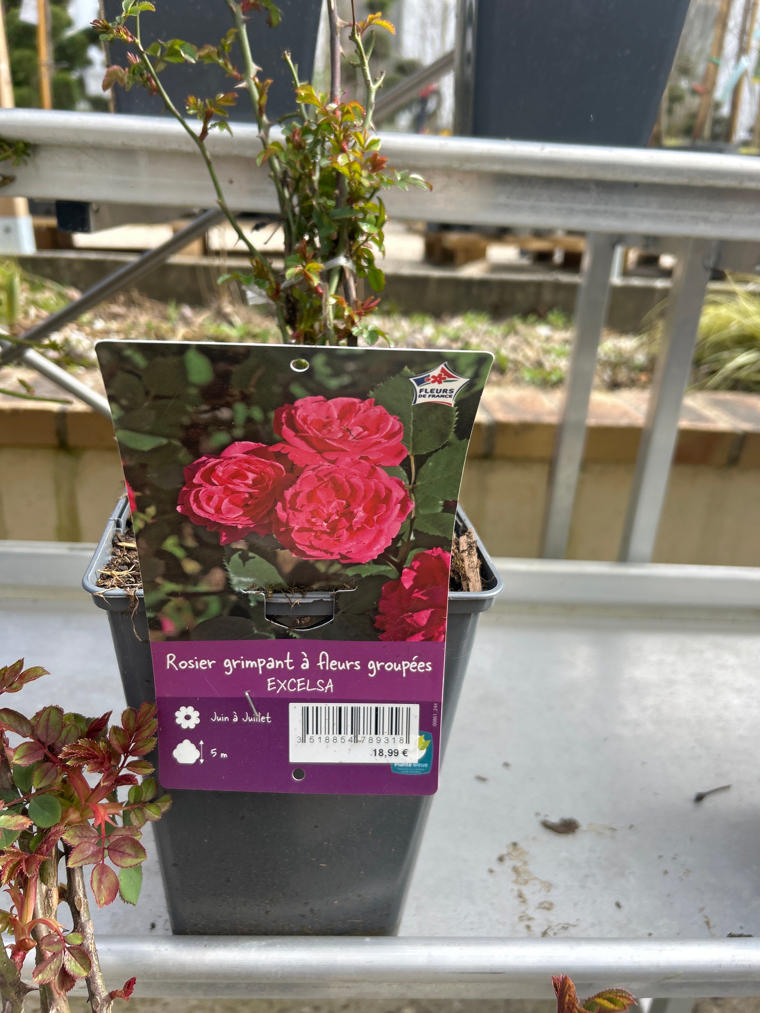 Rosier Liane Excelsa