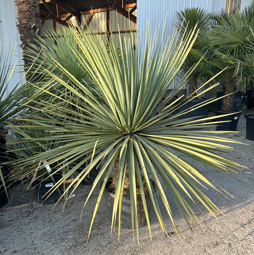 Nolina Nelsonii