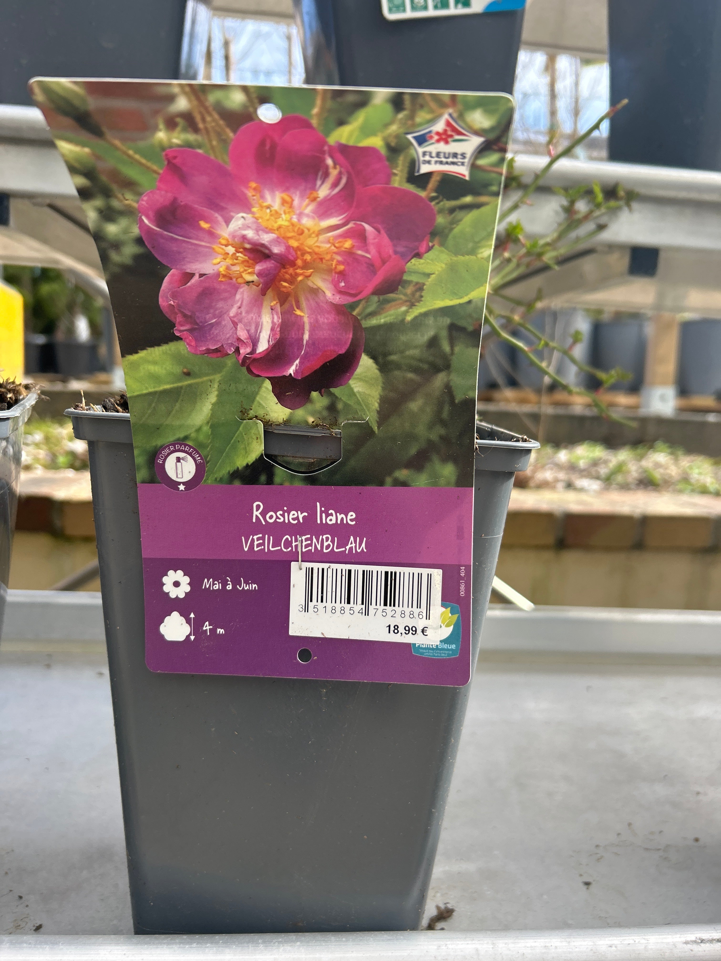 Rosier Liane Veilchenblau