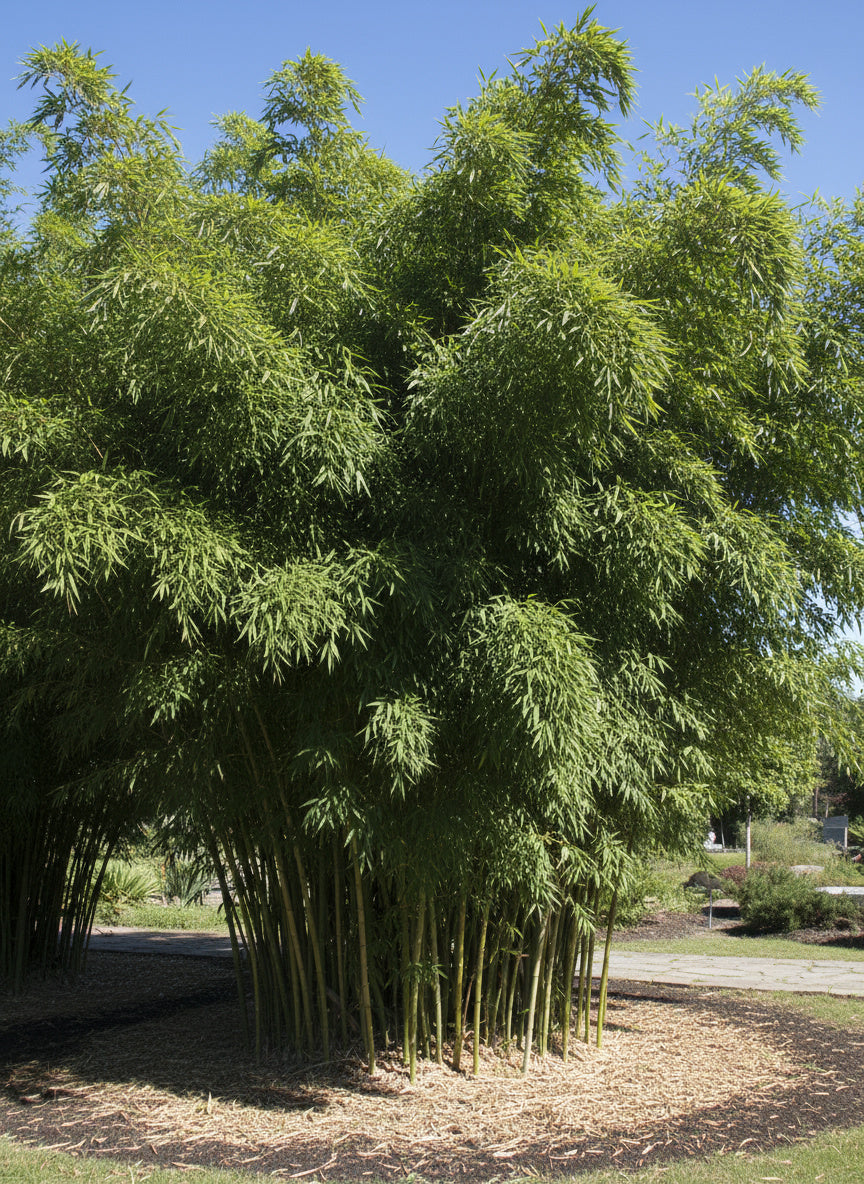 Bambou Phyllostachys Bissetii