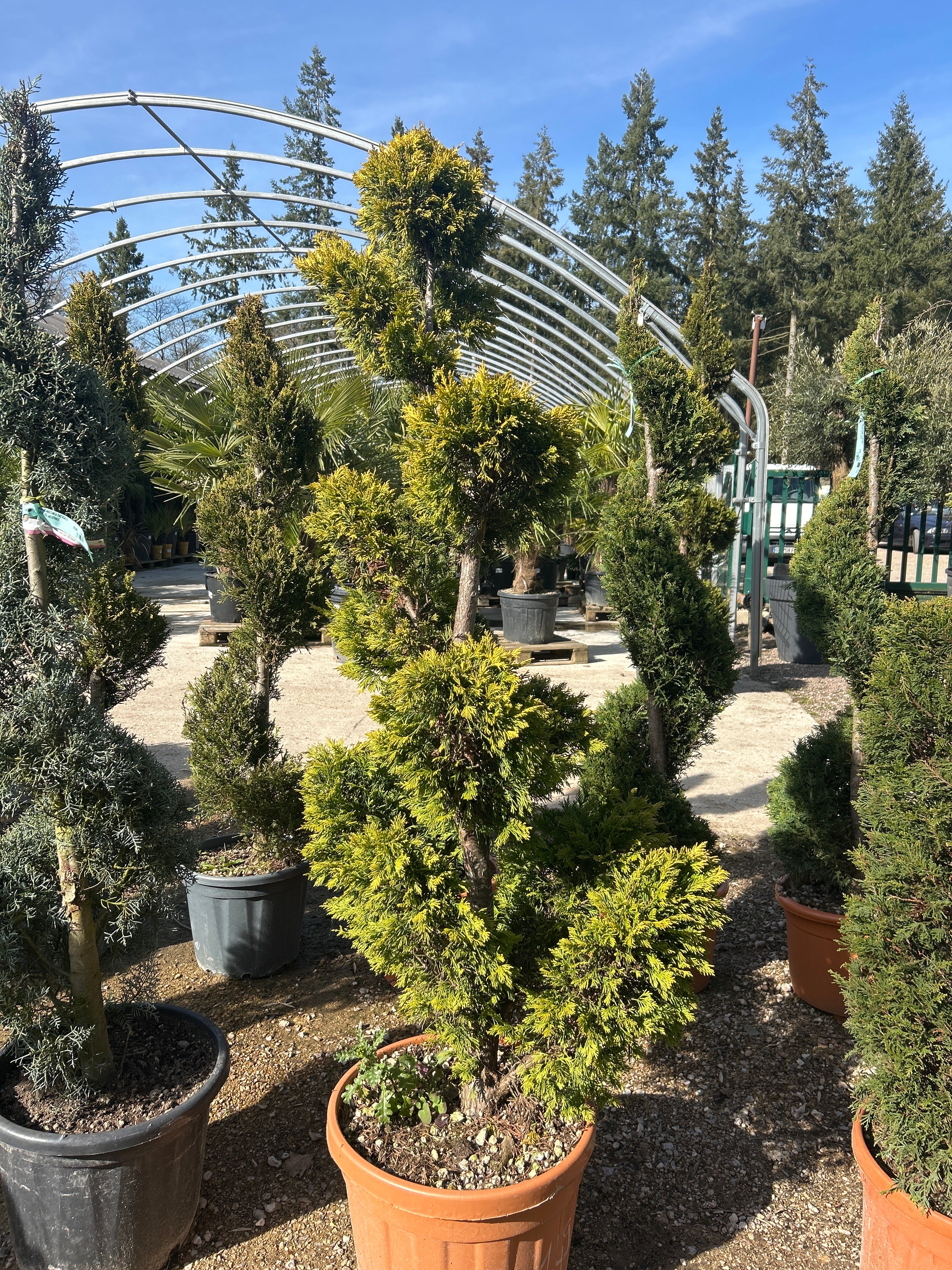 Cupressus Leylandii Gold Rider (Topiaire)