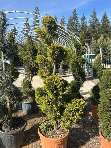 Cupressus Leylandii Gold Rider (Topiaire)