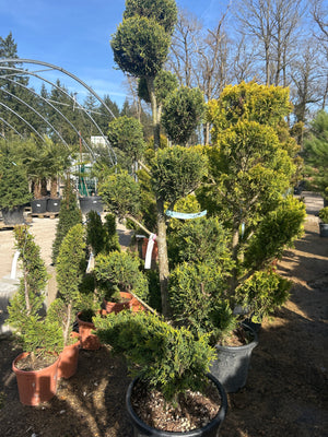 Pompons / Pot de 35/40L - Hauteur 180/200cm