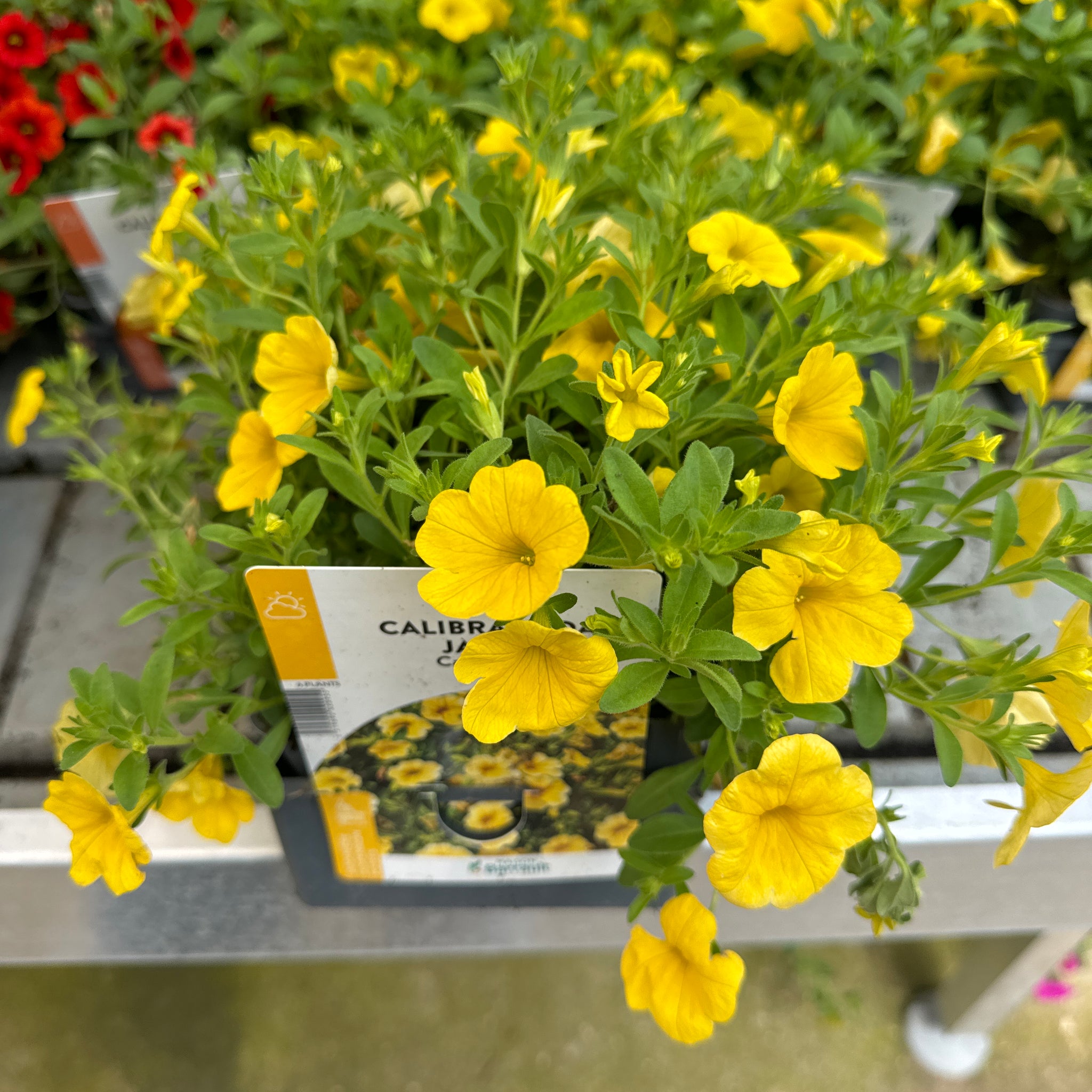 Surfinia Million Bells Jaune