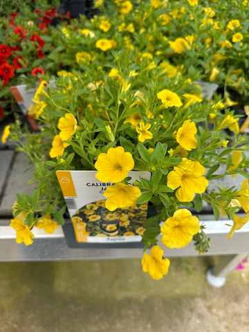 Surfinia Million Bells Jaune