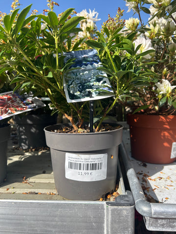 Andromède du Japon 'Debutante' - Pieris japonica 'Debutante'
