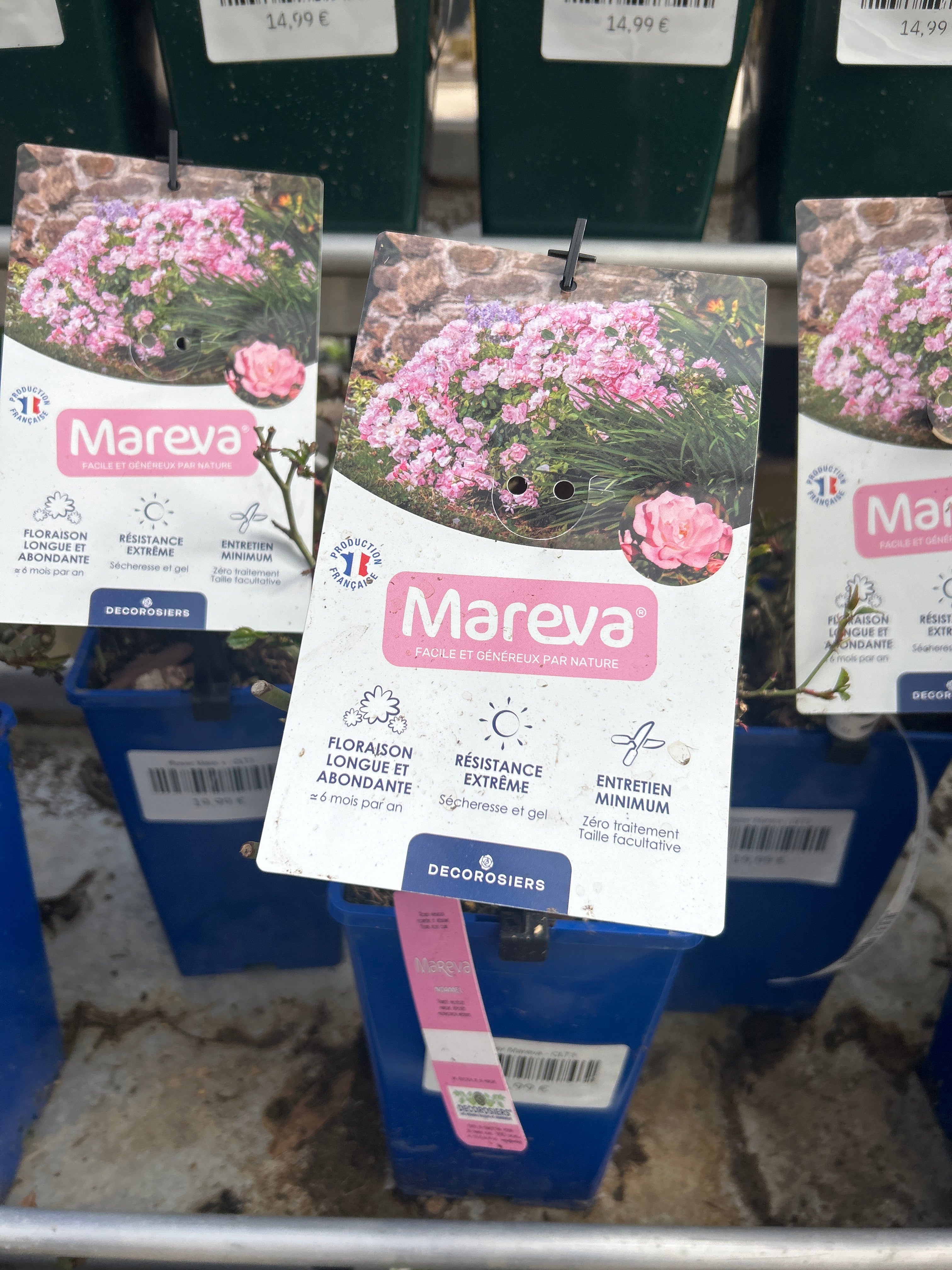 Rosier Mareva