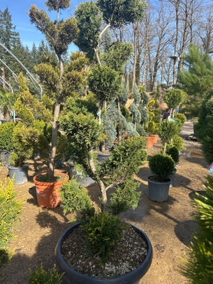 Bonsai.Tronc S / CLT50-70 / H.160-180