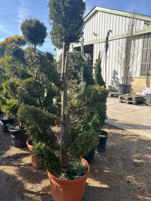 Pompons Plateau / CLT45 / H.160-180