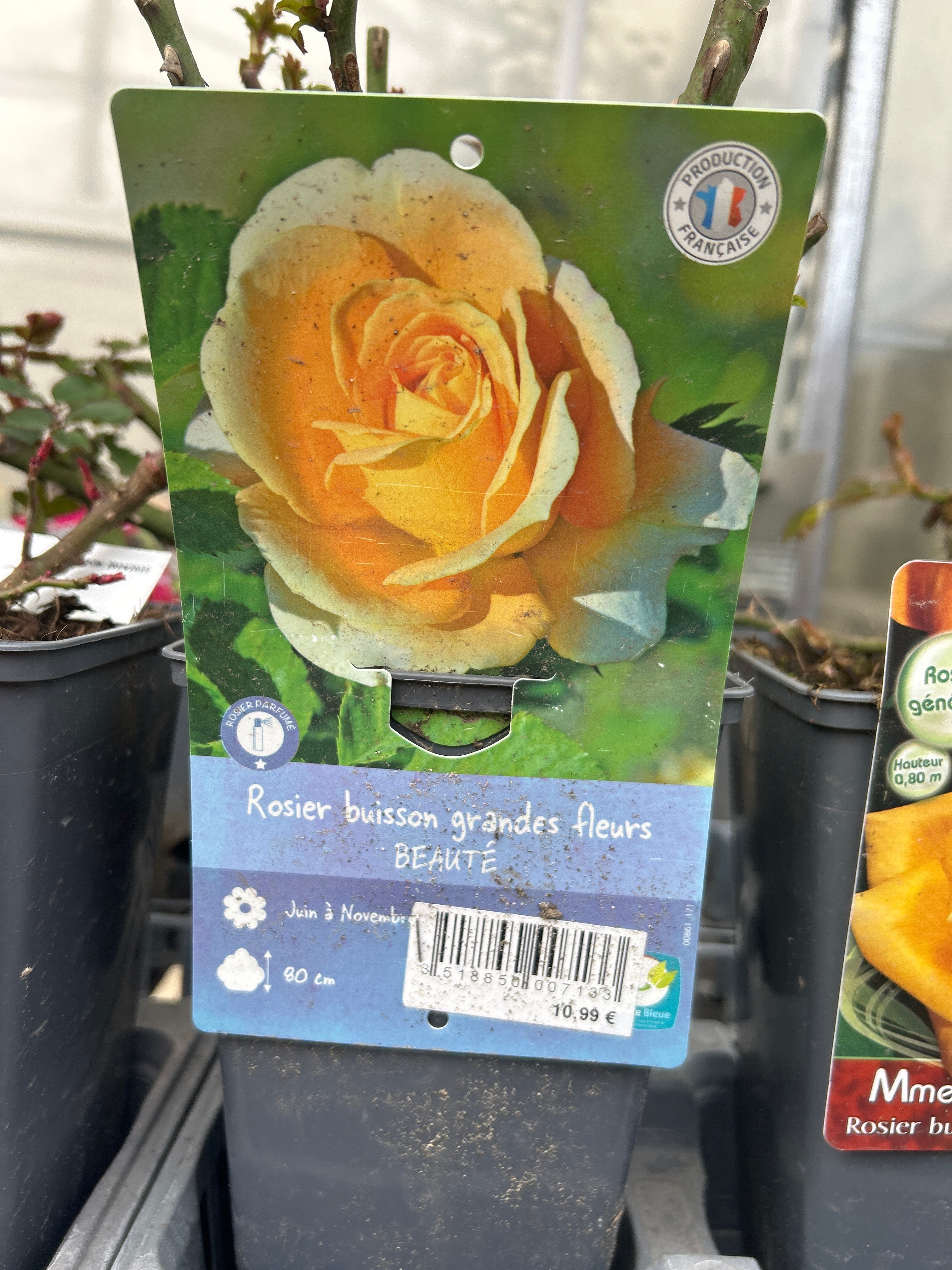 Rosier Beauté Cuivre