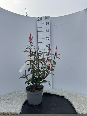 ARBUSTE / POT 3L - HAUTEUR 40/60CM
