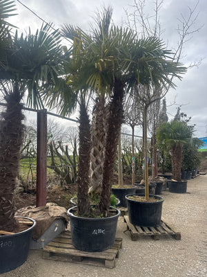 2/3 TRONCS / POT 285L - HAUTEUR 250/300CM - TRONC 4M