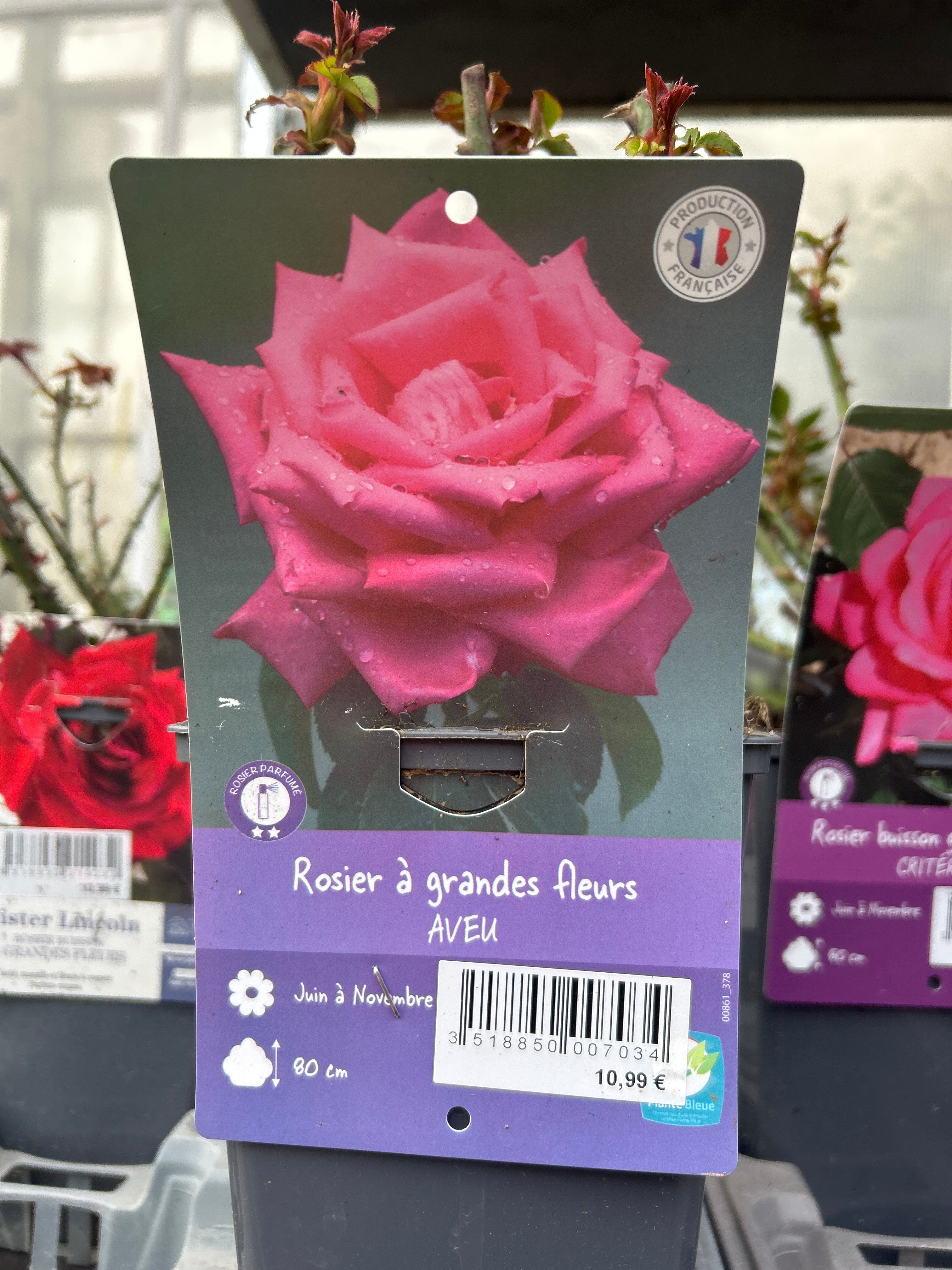 Rosier Aveu Rose