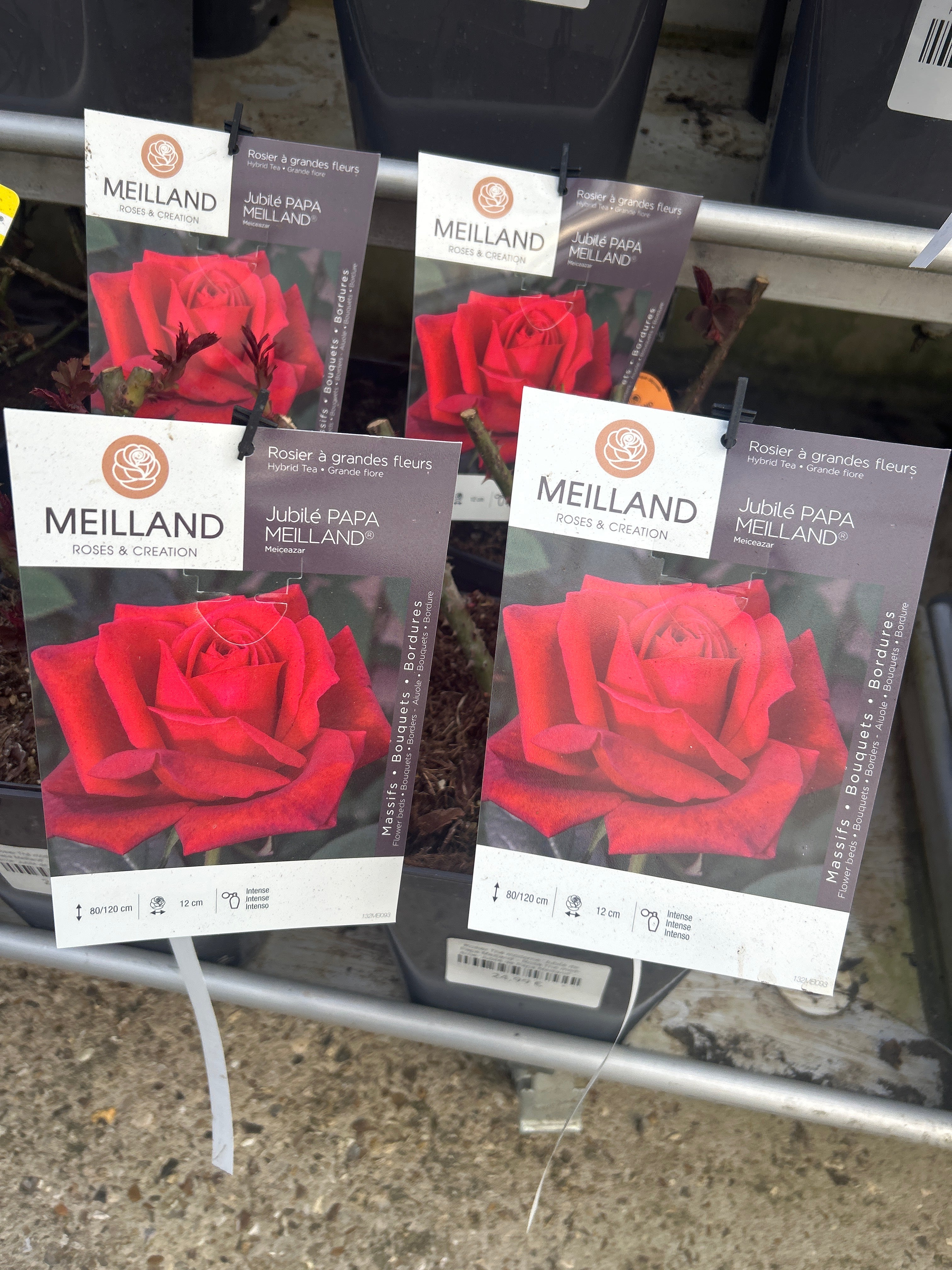Rosier Thé moderne 'Jubilé de Papa Meilland' - Rosa Thé moderne 'Jubilé de Papa Meilland'