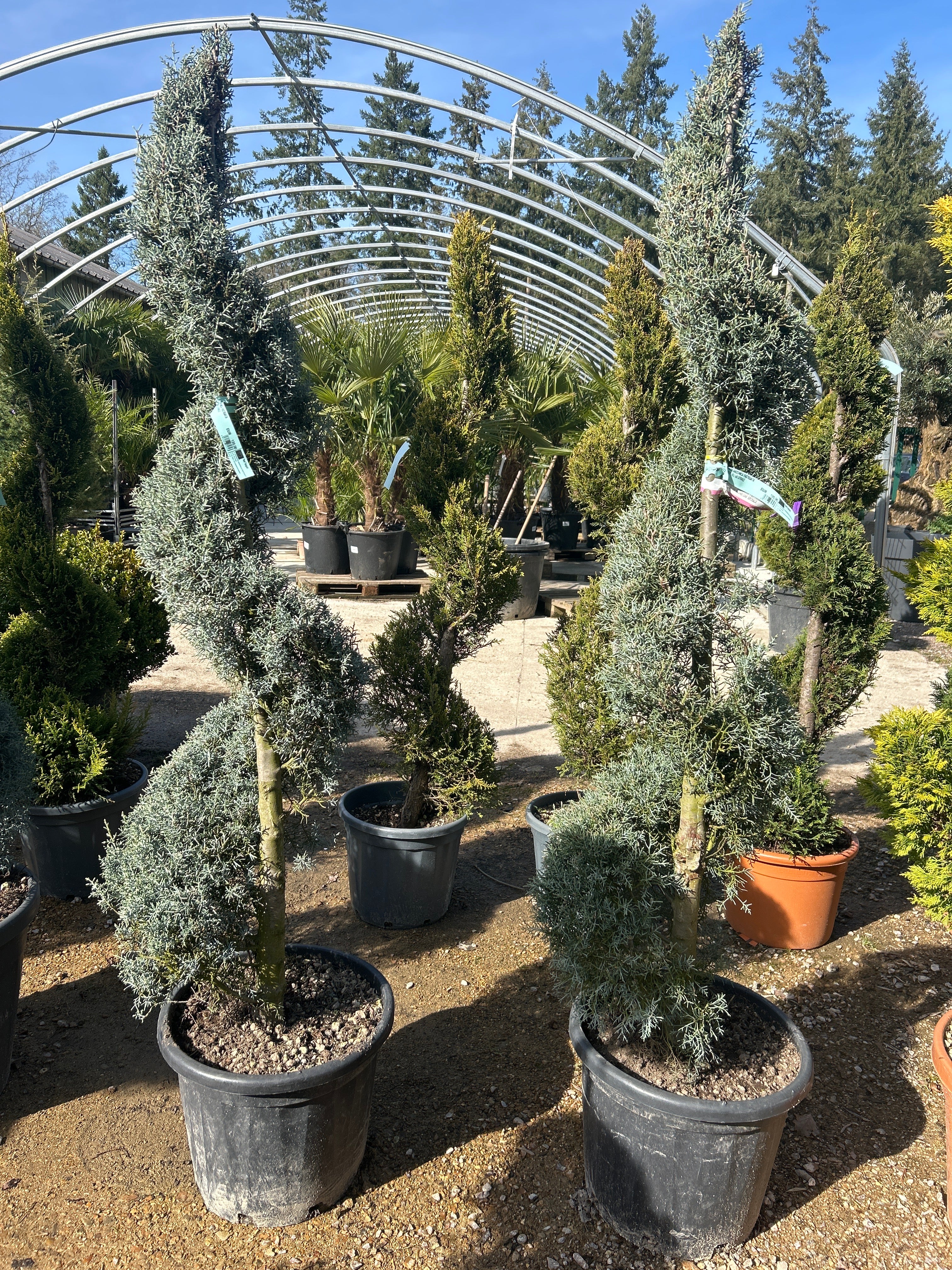 Cyprès de l'Arizona (Topiaire)   - Cupressus arizonica