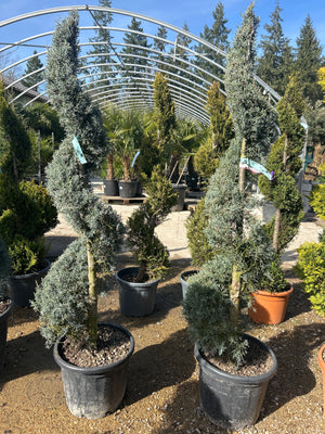 Spirale / POT 25-30L / H.140-160