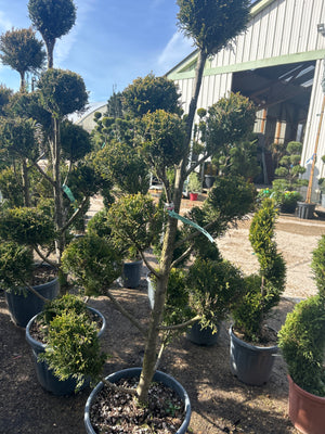 Pompons / POT 20-25L / H.120-140