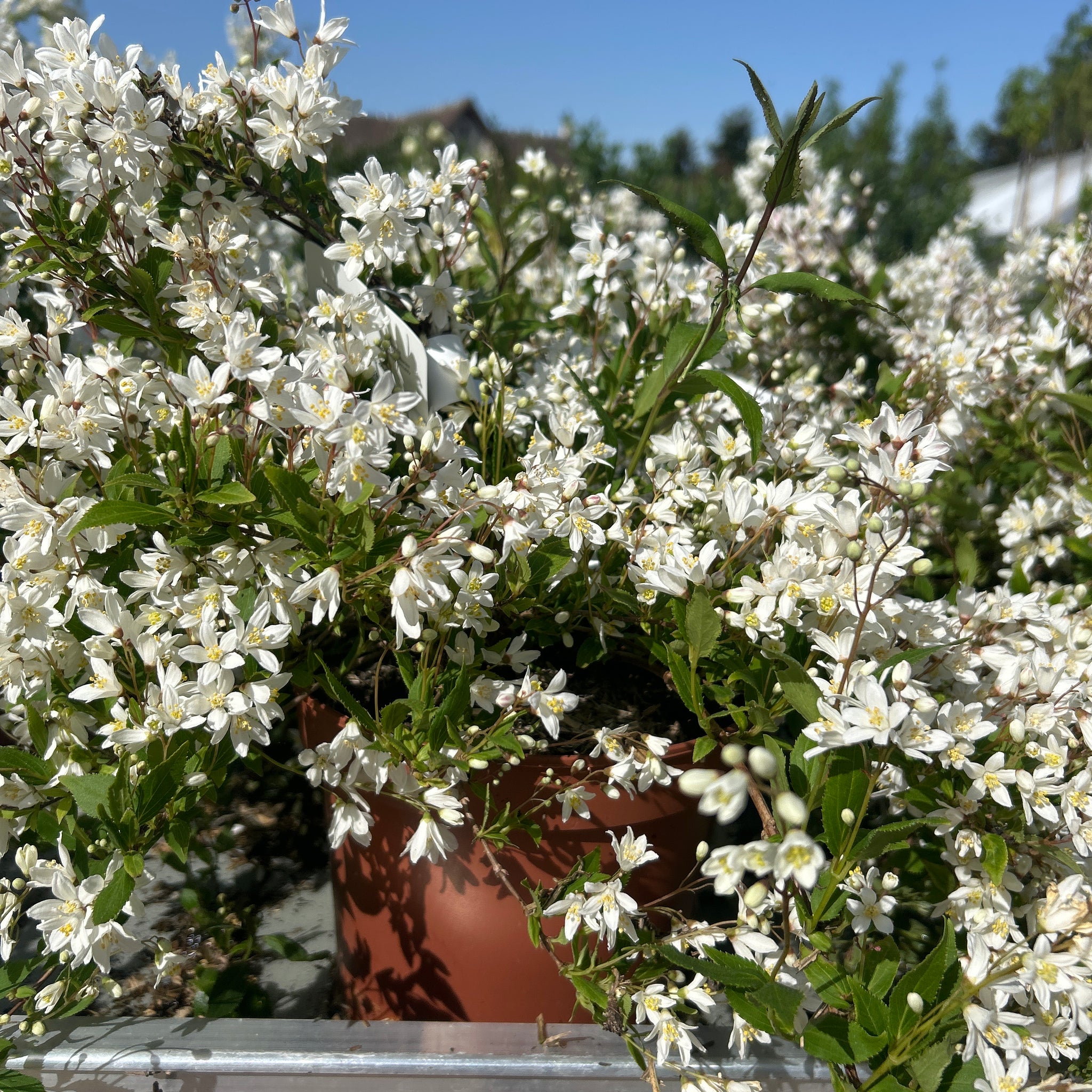 DEUTZIA Gracilis Nikko