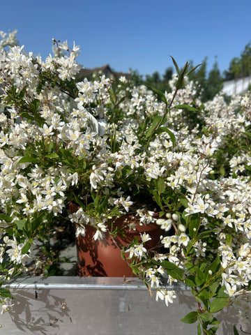 DEUTZIA Gracilis Nikko